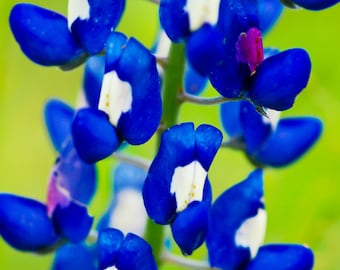 Bluebonnet Closeup, Landscape photography, Texas, Hill Country, Western, flowers, rustic art, bluebonnets, fine art print