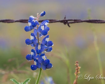 Bluebonnet Closeup, Landscape photography, Texas, Hill Country, Western, flowers, bluebonnets, fine art print