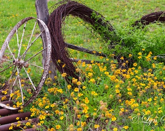 Texas Wagonwheel, Landscape photography, Texas, Hill Country, farm, bluebonnets, Western, Wildflower,wall art, fine art print