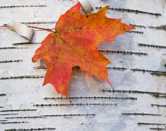 The Birch & Maple Leaf - Nature photography, Art, landscape, home decor, fall, autumn, fine art print, leaves, birch tree, maple, wall art