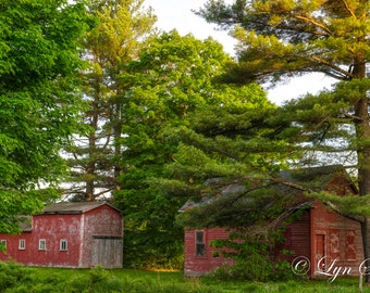 The Vermont Red Barns -  Nature photography, landscape photography, summer, fine art print, wall art, leaves, Vermont, farm, new england