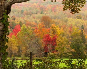 New Hampshire, new england, fine art print, Sugar Hill, Nature, Landscape, Autumn, Fall Photography, trees, wall art