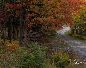 A Colorful Trail -  Nature photography, landscape, fall, New Hampshire, fine art print, home decor, New England photography