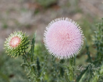 Pink Thistle, Spring, Landscape photography, Nature Photography, Texas, Hill Country, flower, pink, Wildflower, fine art print, wild flowers