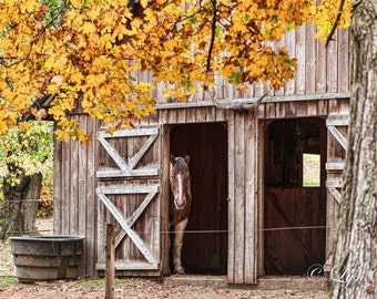Barn Pony -  Nature photography, landscape photography, fall, autumn, horse, fine art print, leaves, New England, new hamsphire