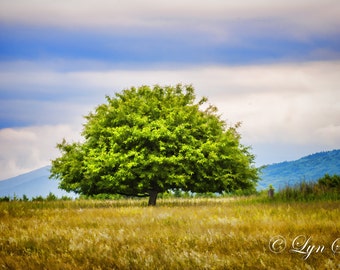 The Lone Tree -  Nature photography, landscape photography, wall art, rustic art, fine art print, tree, new england