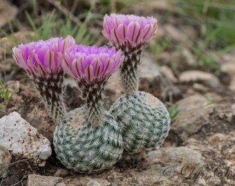 Cactus Flowers, Landscape photography, Texas, Hill Country, Cactus, Western, flowers,, fine art print