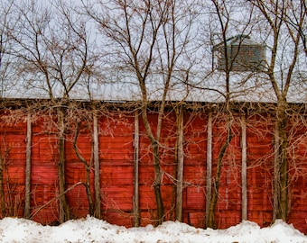 The Barn Trees -  Nature photography, landscape photography, winter, fine art print, trees, new england, New Hampshire, red barn, old barn