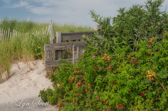 Massachusetts Cape Beach Flowers Home Decor Nature Etsy