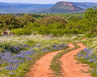 Texas Bluebonnet Photography, The Red Road - fine art print, landscape photography, Texas, Hill Country, western, flowers, bluebonnets