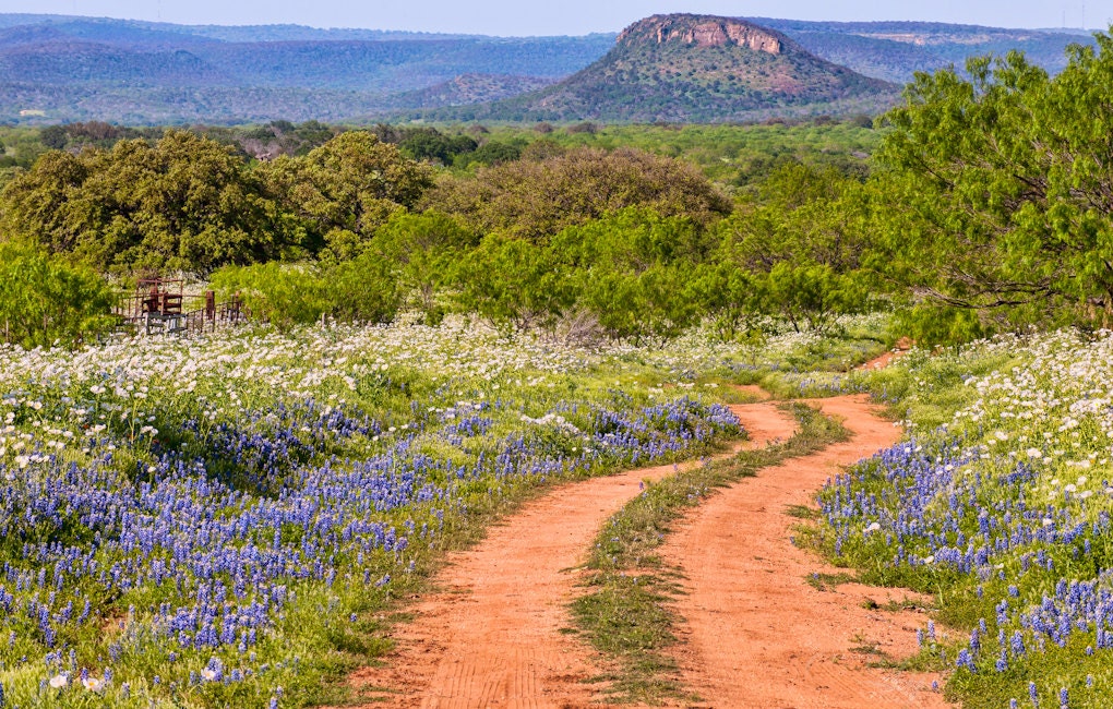 The Red Road Fine Art Print Landscape Photography Texas The Red Road Fine Art Print Landscape Photography Texas Hill Country Western Spring Flowers Bluebonnets