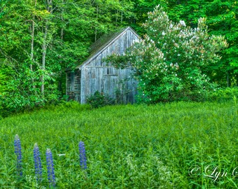 Old Barn -  Nature photography, landscape, photography, art, summer, fine art print, barn, New Hampshire, woods, new england