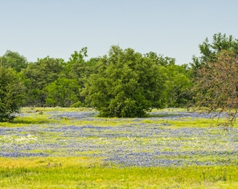 The Bluebonnet Carpet, Landscape photography, Texas, Hill Country, Western, flowers, bluebonnets, fine art print