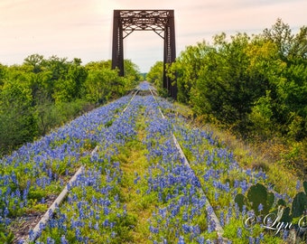 Wildflowers, Landscape photography, Bridge to Texas, Texas, Hill Country, railroad,Western, flowers, bluebonnets, fine art print