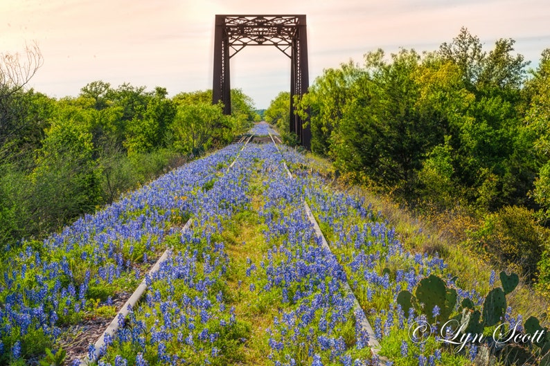 Wildflowers, Landscape photography, Bridge to Texas, Texas, Hill Country, railroad,Western, flowers, bluebonnets, fine art print image 1