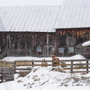 A Vermont Barn -  Nature photography, landscape photography, winter, snow, horses, fine art print, wall art, farm, new england