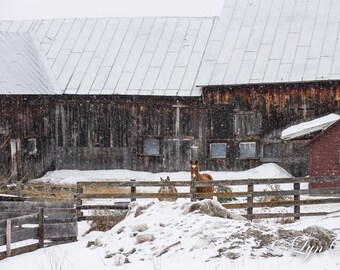 May include: A winter scene featuring a weathered wooden barn and a red shed under a snowy sky. Two horses stand behind a wooden fence. Snowflakes fall, creating a serene, rural landscape.
