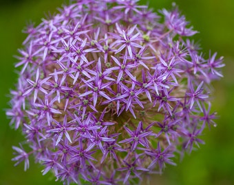 Flower, purple, spring, garden, fine art print, purple ball, Purple Flower, wall art, art, home decor