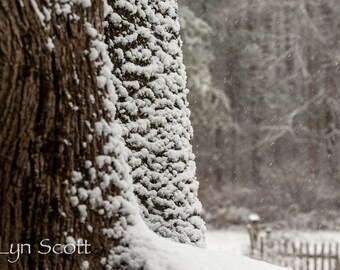May include: A close-up of two tree trunks covered in snow. The snow is falling and the background is blurred.