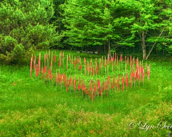 Love in the Woods -  Nature photography, landscape, Valentine, Heart, art, summer, fine art print, heart, New Hampshire, woods, new england