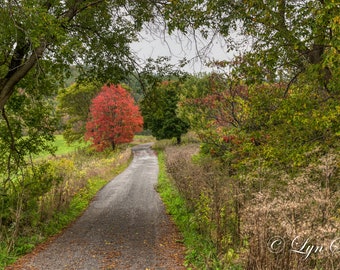 Christmas in Fall- Nature photography, Art, Vermont art, landscape, home decor, fall, autumn, fine art, farm art, wall hanging, wall art