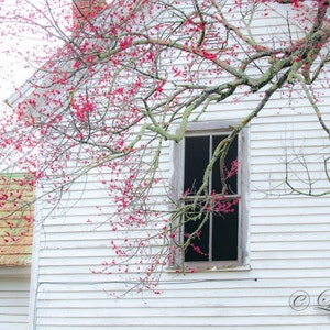May include: A white clapboard house with a single window and a red-tinged tree in front of it. The tree branches are bare except for small red buds.