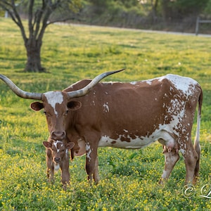 Texas Longhorns, Straight view, Longhorn mom and baby, western art, wildflowers, Texas ranch, wall art, home decor, ranch art, cabin decor