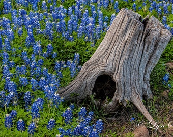 Texas, wildflowers, Spring flowers, fine art, art, tree stump, bluebonnets, wall art, Texas hill country, Texas flowers, Rustic