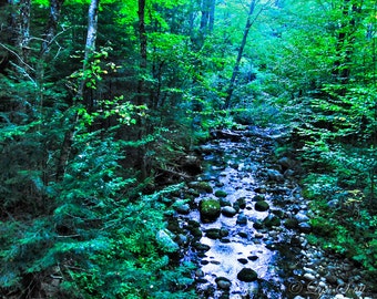 The Creek -  Nature photography, landscape photography, spring, summer, Maine,  fine art print, leaves, new england