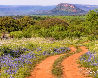 The Red Road, Wildflowers, Landscape, Texas, Hill Country, Western, flowers, cabin decor, bluebonnets, fine art, wall art, rustic decor