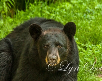 Black Bear -  Nature, Wildlife Photography, Fine Art Print, Landscape, Bear Photography, Bear, Black Bear