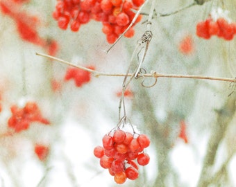 Winter Berries, Nature, Landscape, Autumn, Fall, Winter Photography, new england, new hampshire, fine art print, fine art, wall art