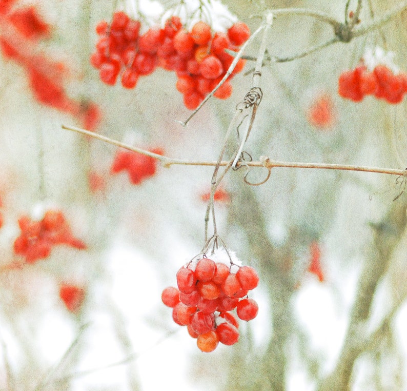 Winter Berries, Nature, Landscape, Autumn, Fall, Winter Photography, new england, new hampshire, fine art print, fine art, wall art image 1