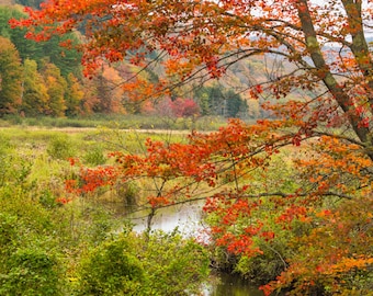 Vertical - Orange Leaves in Vermont - Nature photography, Art, landscape, home decor, cabin decor, fine art print, wall print, wall art