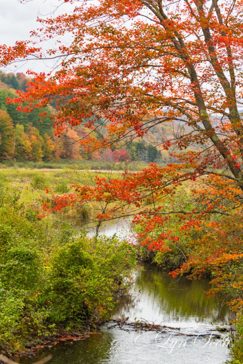 Vertical Orange Leaves in Vermont Nature photography, Art, landscape, home decor, cabin decor, fine art print, wall print, wall art image 1