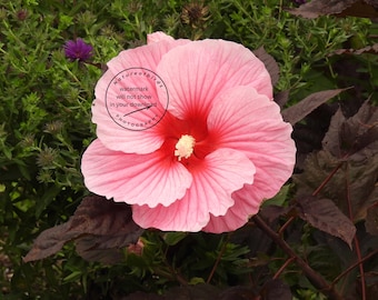 Starry Night Hibiscus Flower Digital Photography Download