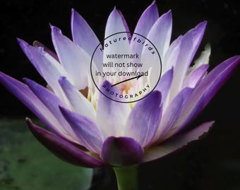 Nenúfar morado en flor