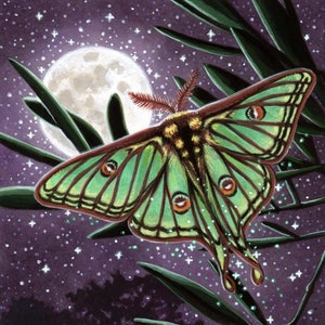 Luna Moon Moth Illustration 8x10 inch print