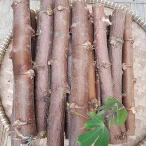 Puede incluir: Una colección de esquejes de tallo de yuca marrones y cilíndricos dispuestos verticalmente. Cada segmento leñoso presenta nudos distintos y corteza texturizada. Un pequeño brote de hoja verde compuesta y palmeada es visible en la esquina inferior derecha.
