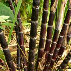 May include: Several stalks of dark purple sugarcane featuring segmented nodes and a smooth, glossy exterior. The tall, cylindrical plants are arranged vertically, displaying deep maroon to black coloration with thin, light-colored rings at each joint.