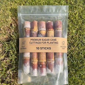 Può includere: Un sacchetto di plastica trasparente richiudibile contenente dieci steli di canna da zucchero marroni e beige per la semina. Un'etichetta di carta marrone avvolge il centro con il testo: PREMIUM SUGAR CANE CUTTINGS FOR PLANTING, 10 STICKS, FAST GROWING, BACKYARD CROP.