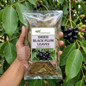 Hojas de ciruela negra orgánicas secas (Syzygium cumini), ciruela de Java, hoja de jamun