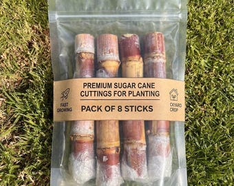 Puede incluir: Una bolsa de plástico transparente resellable que contiene ocho esquejes de caña de azúcar marrones y beige. Una etiqueta de papel beige envuelve el centro con el texto: PREMIUM SUGAR CANE CUTTINGS FOR PLANTING, PACK OF 8 STICKS, FAST GROWING.