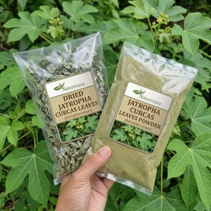 以下が含まれることがあります： Naturivana製品が入った2つの透明なプラスチック袋。1つには乾燥したジャトロファ・クルカス（ナンヨウアブラギリ）の葉が、もう1つにはその葉の粉末が入っています。両方の袋には、ブランド名、製品名、植物の画像が記載されたラベルが貼られています。