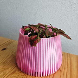 Op de afbeelding: Een felroze, cilindervormige plantenpot met een verticale geribbelde textuur. De pot heeft een brede, open bovenkant en bevat een kleine plant met donkergroene bladeren die gespikkeld zijn met felroze vlekken, uitstekend over de rand.