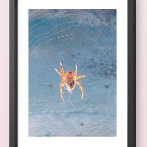 Vävaren | Fototryck av spindel med vävare | Naturväggkonst, Claremont, Kalifornien