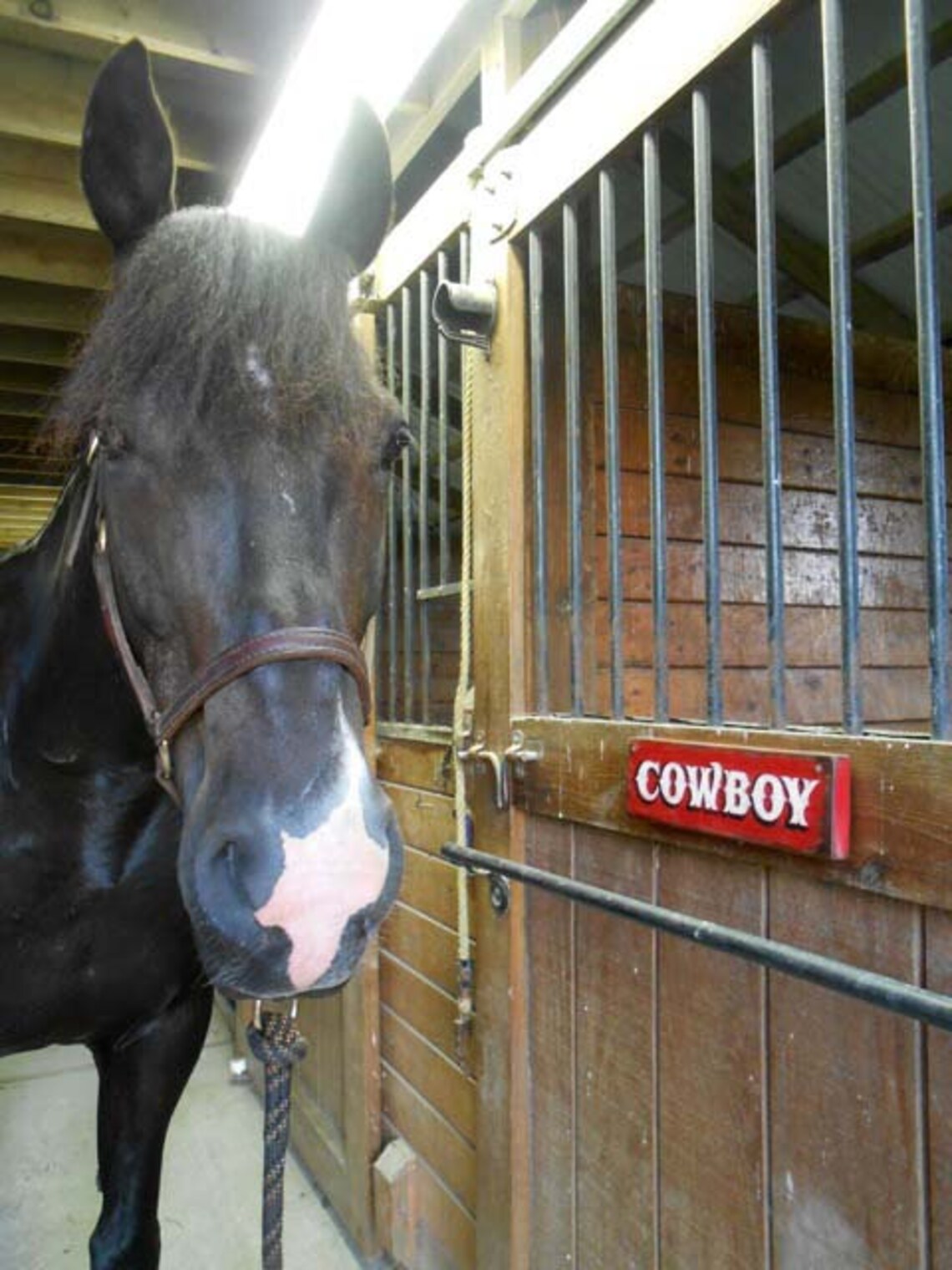 Horse Stall Name Plaque. Personalized Horse Stall Sign. Etsy