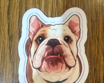 Lulu the olde English bulldog