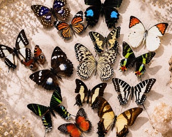 Ensemble de vrais papillons (5 à 125 pièces), papillons tropicaux séchés mélangés, spécimens non montés pour encadrement, cadeau, décoration intérieure