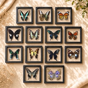 Può includere: Una collezione di dodici cornici quadrate nere, ognuna contenente un esemplare di farfalla conservato. Le farfalle mostrano una varietà di motivi e colori sulle ali, tra cui sfumature di blu, arancione, giallo, nero e marrone, disposte in una griglia.